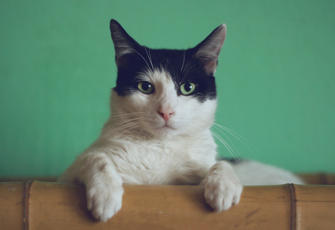 Gato atento sobre una banca