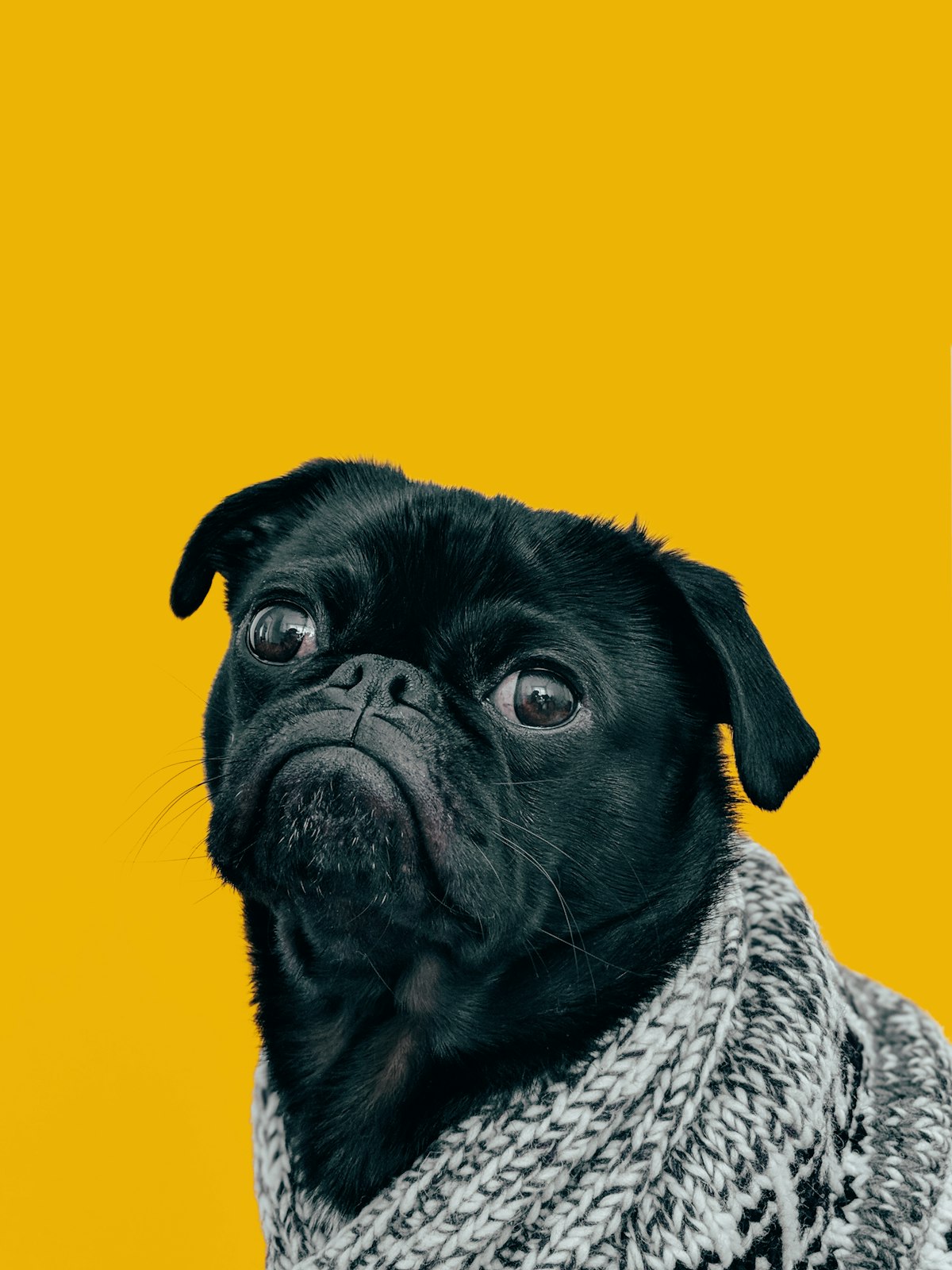 Pug negro sobre fondo amarillo